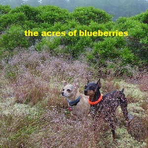 The Acres of Blueberries