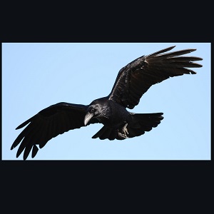 Flight of the Raven
